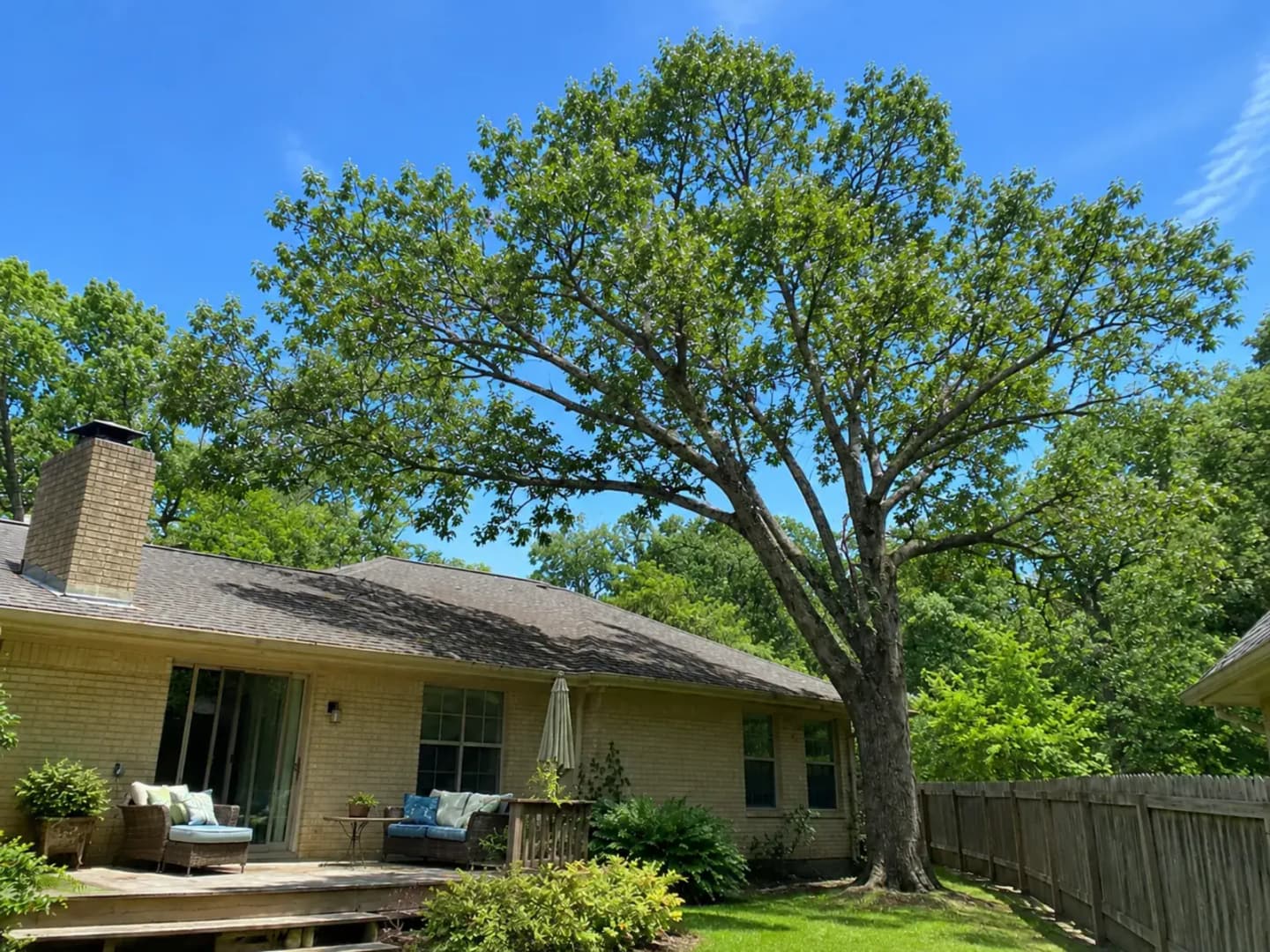 Tree Trimming result in Inman, SC by Martin Tree and Turf Care