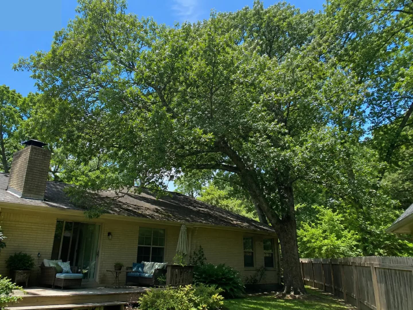 Overgrown oak with crossing branches and heavy crown extension over roofline — Greenville SC property before trimming