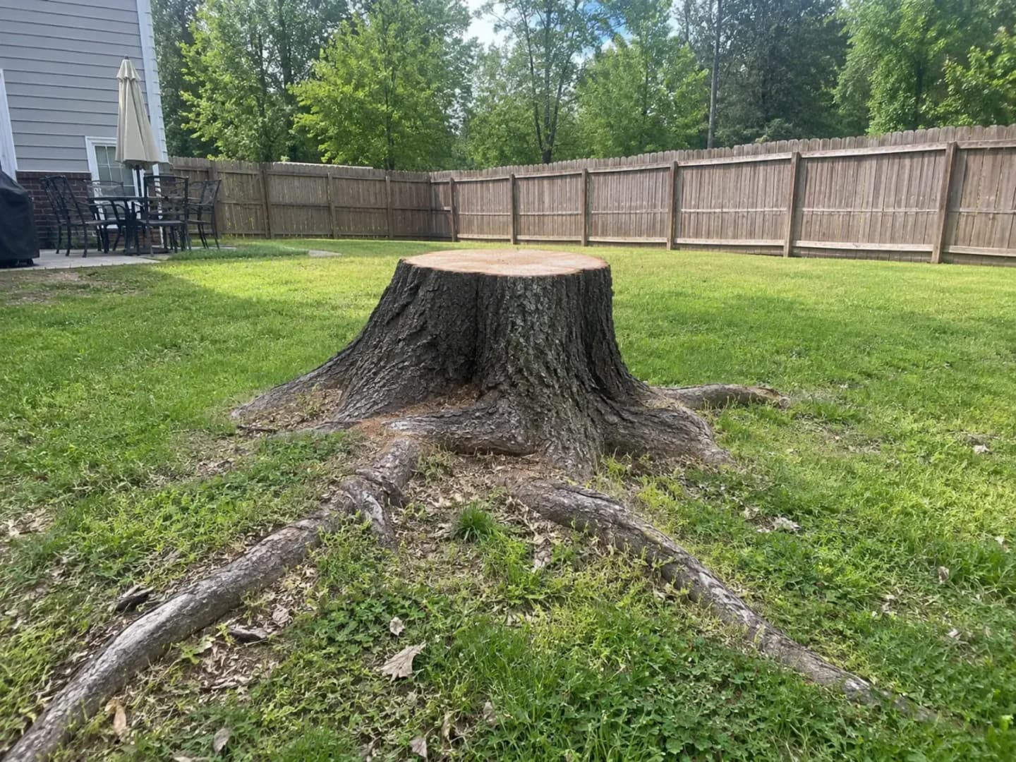 Large oak stump 18 inches above grade in Simpsonville SC yard — trip hazard, roots visible above ground