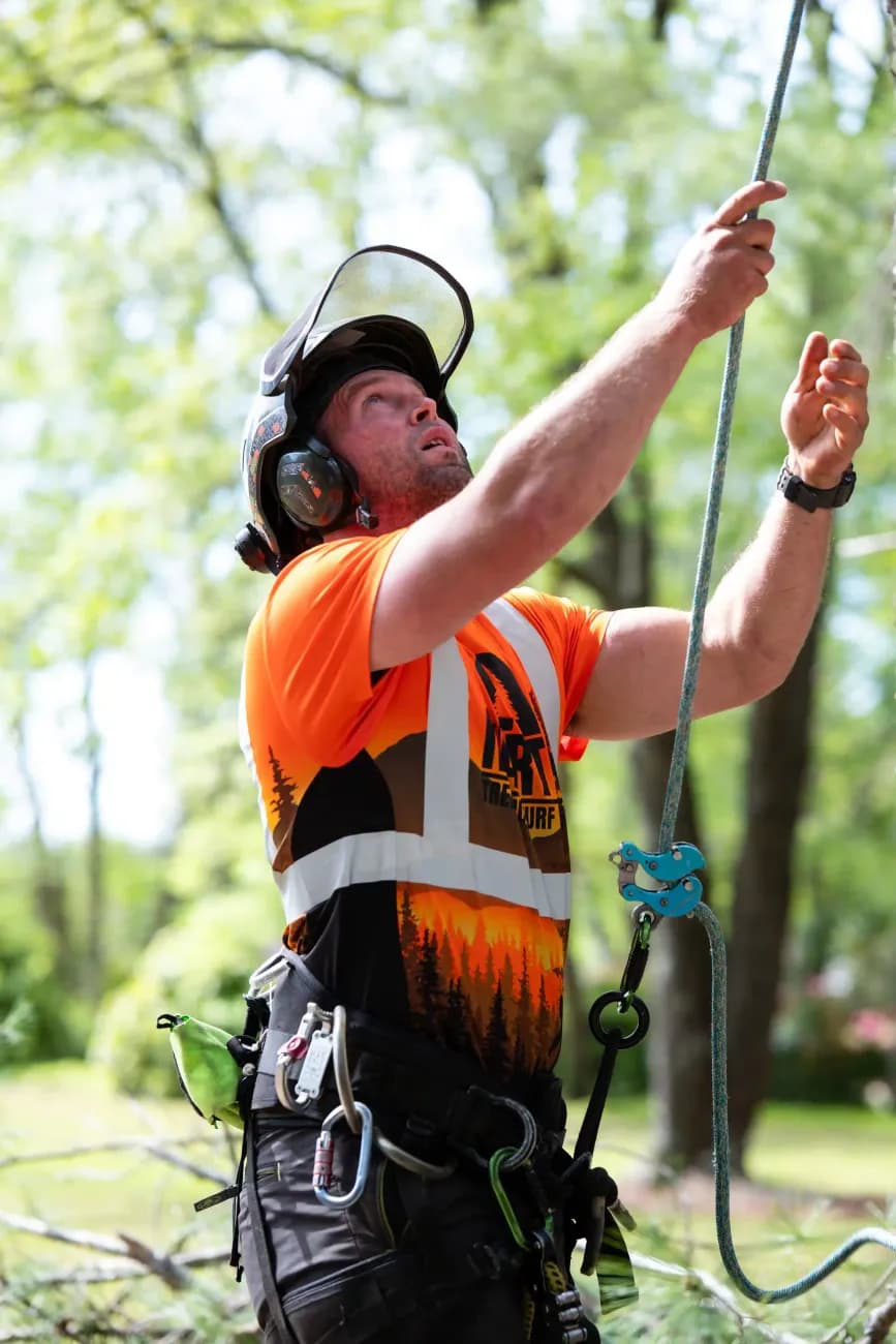 Working a rigging line during a tree assessment in Upstate SC — hands-on, honest evaluation