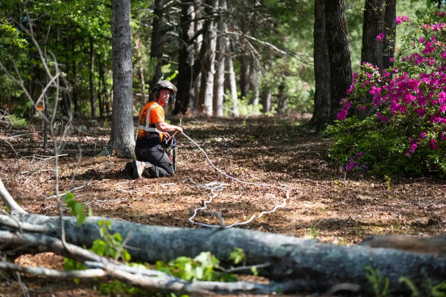 Martin Tree and Turf Care arborist among tall pines in Upstate South Carolina