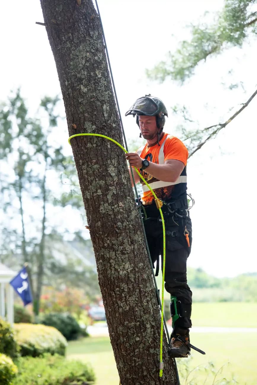 Martin Tree and Turf Care climber high in a pine with climbing gear and chainsaw on a job in Upstate SC