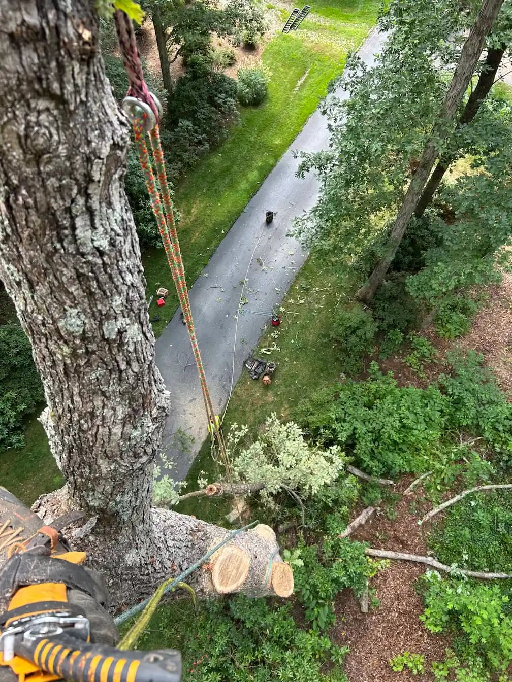 View from high in the canopy down the rigging lines during a Martin Tree and Turf Care tree removal in Upstate South Carolina